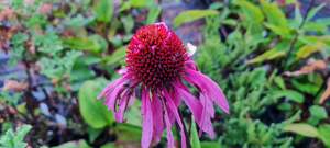 Products: Echinacea ‘Double Decker’