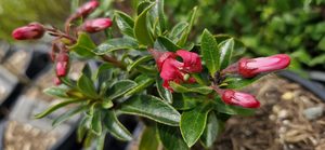 Products: Escallonia ‘Red Knight’