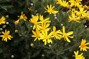Products: Euryops pectinatus ‘Little Sunray’
