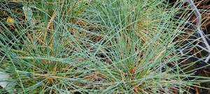 Products: Festuca ‘Actae’
