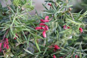Products: Grevillea ‘Cherry Ripe’