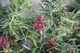Grevillea ‘Cherry Ripe’