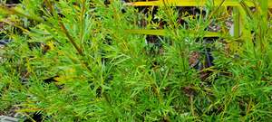 Products: Grevillea ‘White Wings’
