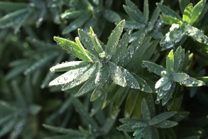Products: Hebe ‘Albicans’
