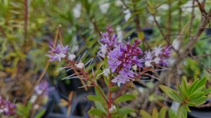 Products: Hebe ‘Ohakea’