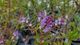 Hebe ‘Ohakea’