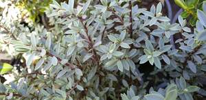 Products: Hebe pimeleoides