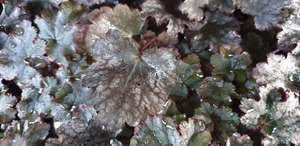 Products: Heuchera ‘Amethyst’
