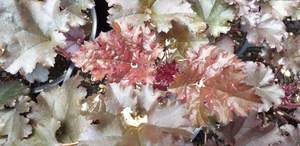 Products: Heuchera ‘Dark Secret’