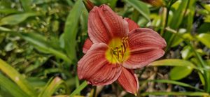 Products: Hemerocallis ‘Crimson Icon’
