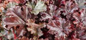 Products: Heuchera ‘Melting Fire’