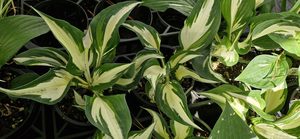Products: Hosta ‘Loyalist’