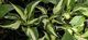 Hosta ‘Loyalist’