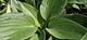 Hosta ‘Kiwi Skyscraper’
