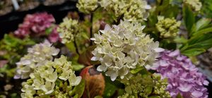 Products: Hydrangea ‘Nigra’