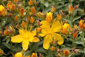Products: Hypericum gracilis