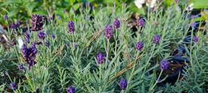Products: Lavender angustifolia ‘Lady’