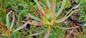 Products: Leucadendron ‘Rising Sun’