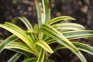 Products: Liriope muscari ‘Gold Band’