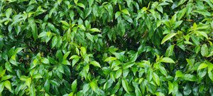 Products: Michelia ‘Figo’