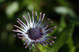 Products: Osteospermum ‘Starry Eyes’