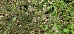 Products: Olearia solandri