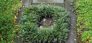 Products: Ophiopogon japonicus ‘Nana’