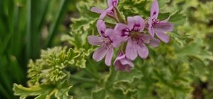 Products: Pelargonium ‘Lady Plymouth’