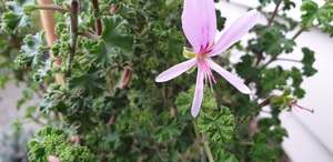 Pelargonium crispum (Lemon)