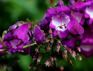 Products: Penstemon ‘ Purple Passion’