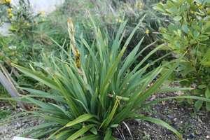 Products: Phormium cookianum ‘Emerald Gem’