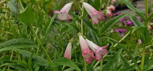 Products: Penstemon ‘Thorn’