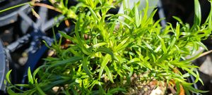 Products: Phlox ‘White Delight’