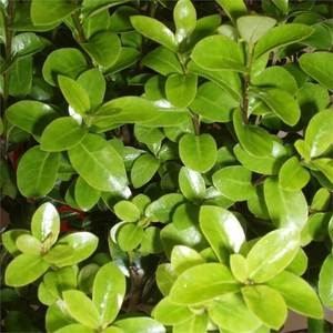 Products: Pittosporum tenuifolium ‘Mountain Green’