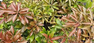 Products: Pieris ‘Mountain Fire’