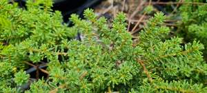 Products: Pultenaea ‘Wallum Gold’