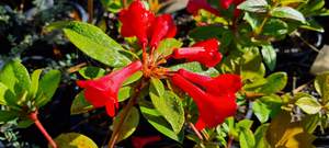 Products: Rhododendron vireya ‘Fire Mountain’