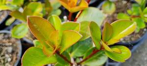 Rhododendron vireya ‘Little Devil’