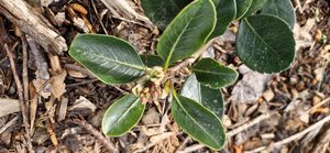 Products: Rhaphiolepis umbellata