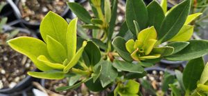 Products: Rhododendron ‘Saxon Glow’