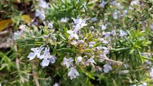 Rosemarinus lavendulaceous