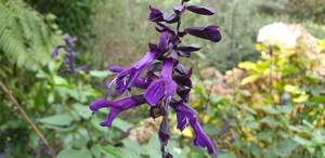 Products: Salvia ‘Black Knight’