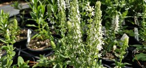 Products: Salvia ‘Merleau White’