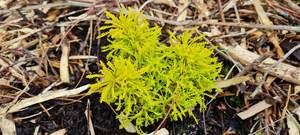 Products: Santolina ‘Lemon Fizz’