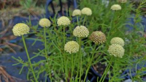 Santolina ‘Lime Fizz’