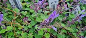 Products: Scutellaria ‘Royal Velvet’