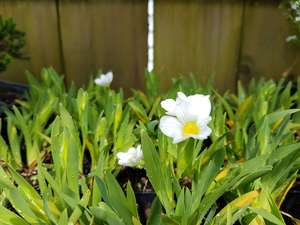 Products: Sisyrinchium alba