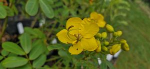 Products: Senna multiglandulosa