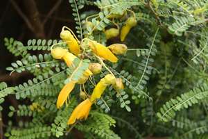 Sophora ‘Dragons Gold’