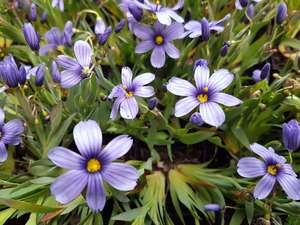 Sisyrinchium Bermudianum